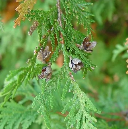Thuja Essential oil 2